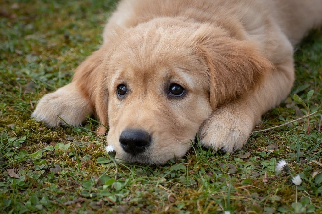 Ce qu'il faut savoir sur les vermifuges pour chiens